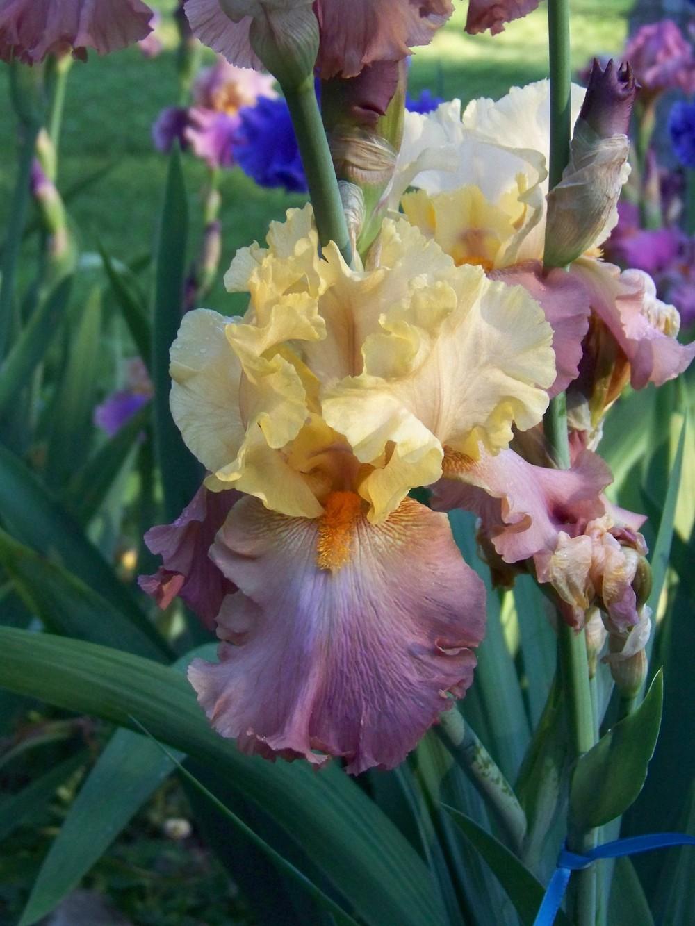 Photo of Tall Bearded Iris (Iris 'High Chaparral') uploaded by LynNY