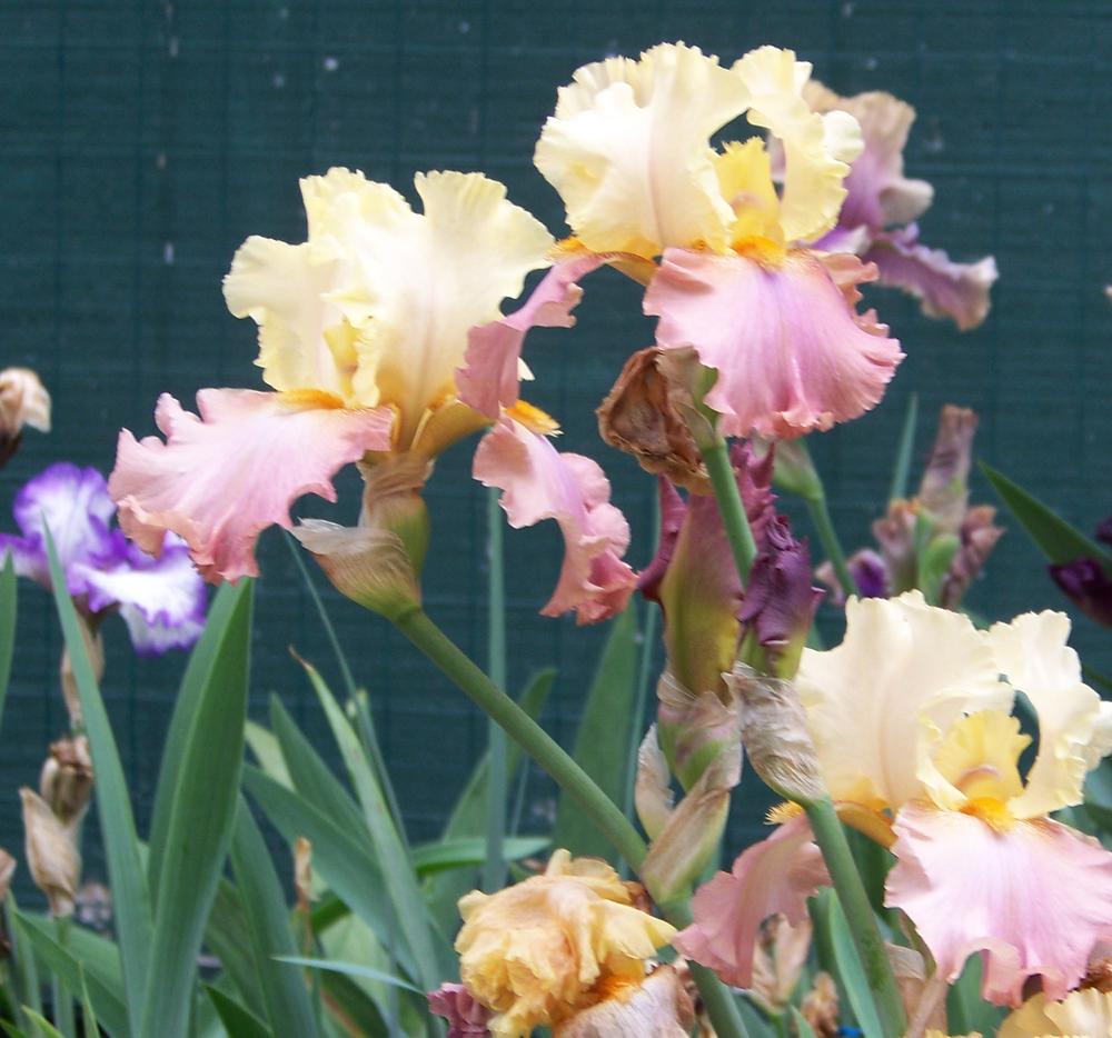 Photo of Tall Bearded Iris (Iris 'High Chaparral') uploaded by LynNY