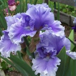 Location: My garden, Watkins Glen, NY
Date: Spring 2016
I got this iris as a bonus from Schreiner's and it turned out to 