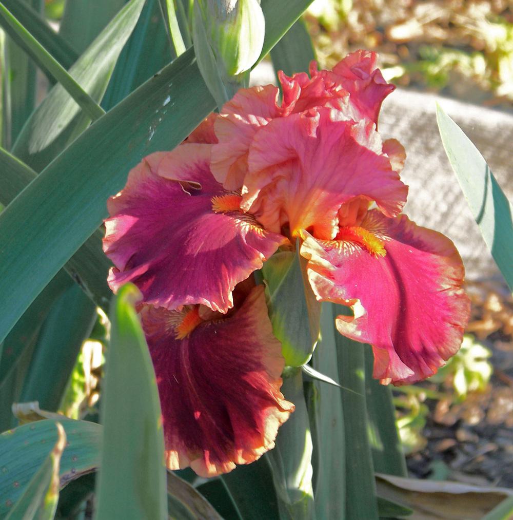 Photo of Tall Bearded Iris (Iris 'Drinks at Sunset') uploaded by LynNY