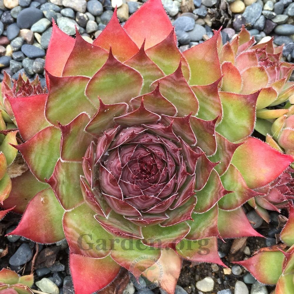Photo of Hen and Chicks (Sempervivum 'Gipsy') uploaded by Patty