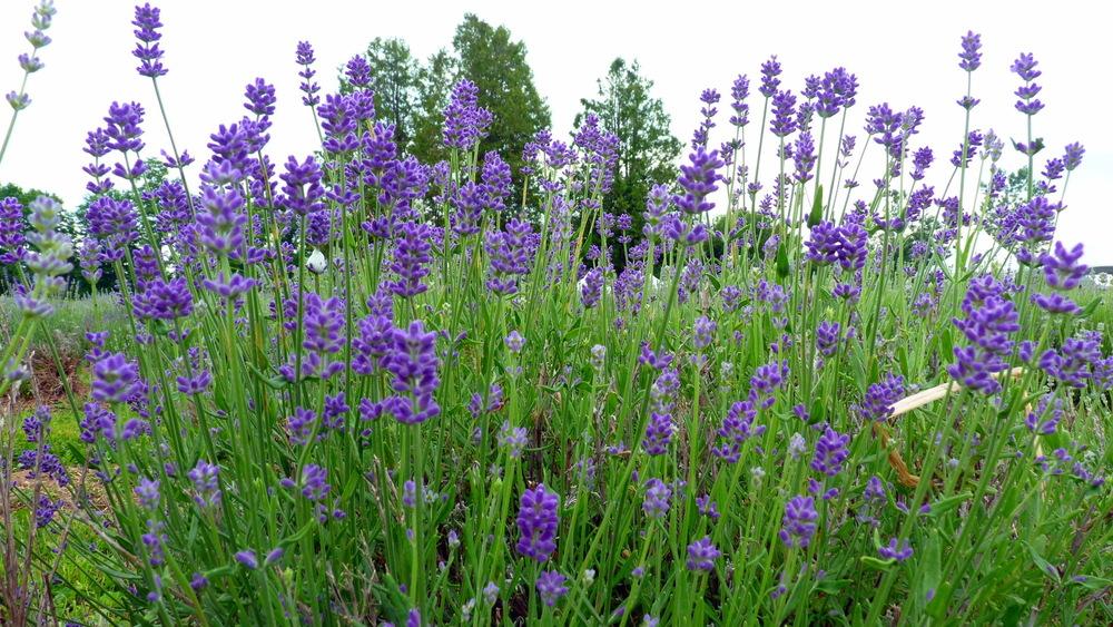 Photo of Lavenders (Lavandula) uploaded by bwv998
