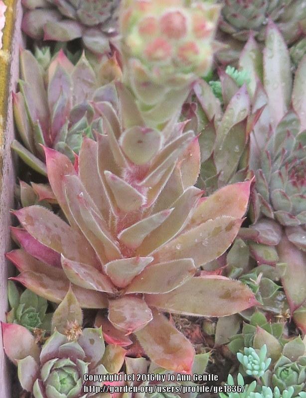 Photo of Hen and Chicks (Sempervivum 'Rose Queen') uploaded by ge1836