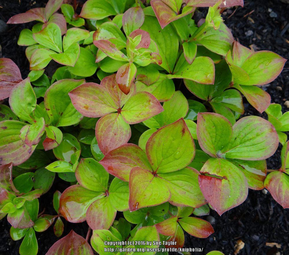 Photo of Bunchberry (Cornus canadensis) uploaded by kniphofia