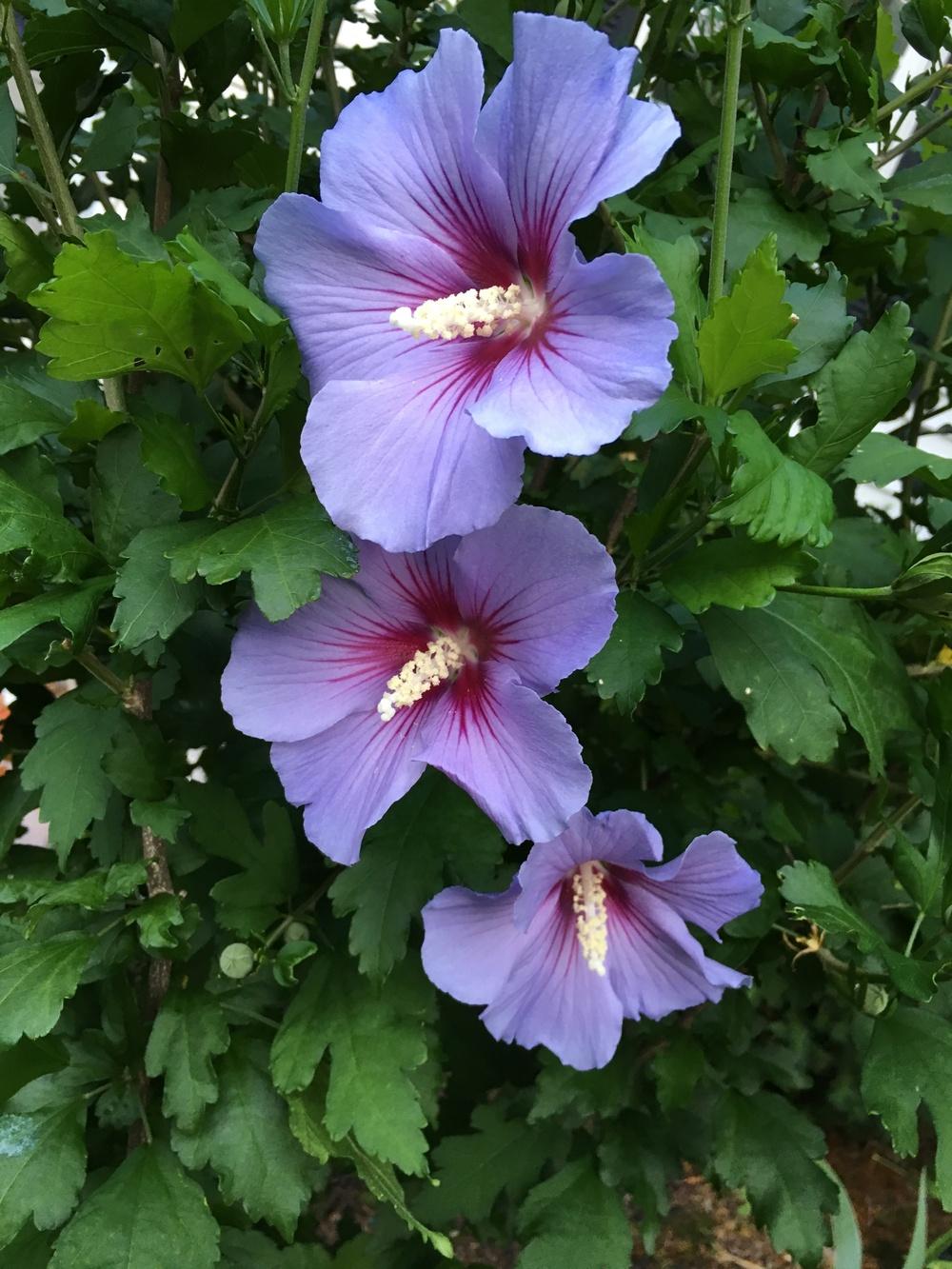 Photo of Rose of Sharon (Hibiscus syriacus Blue Satin®) uploaded by ljb5966