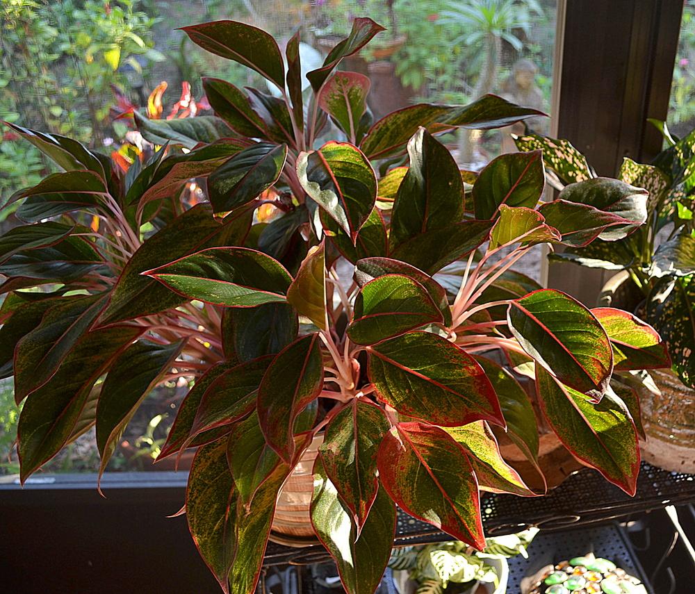 Photo of Chinese Evergreen (Aglaonema 'Siam Aurora') uploaded by sunkissed