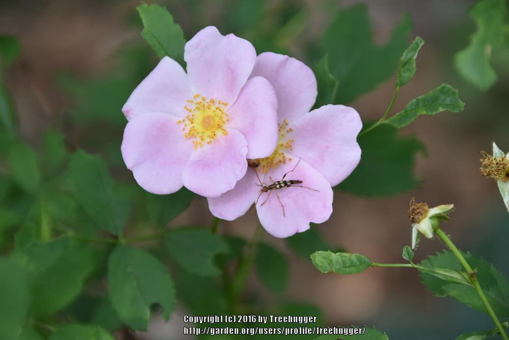 Photo of Briar Rose (Rosa canina) uploaded by treehugger