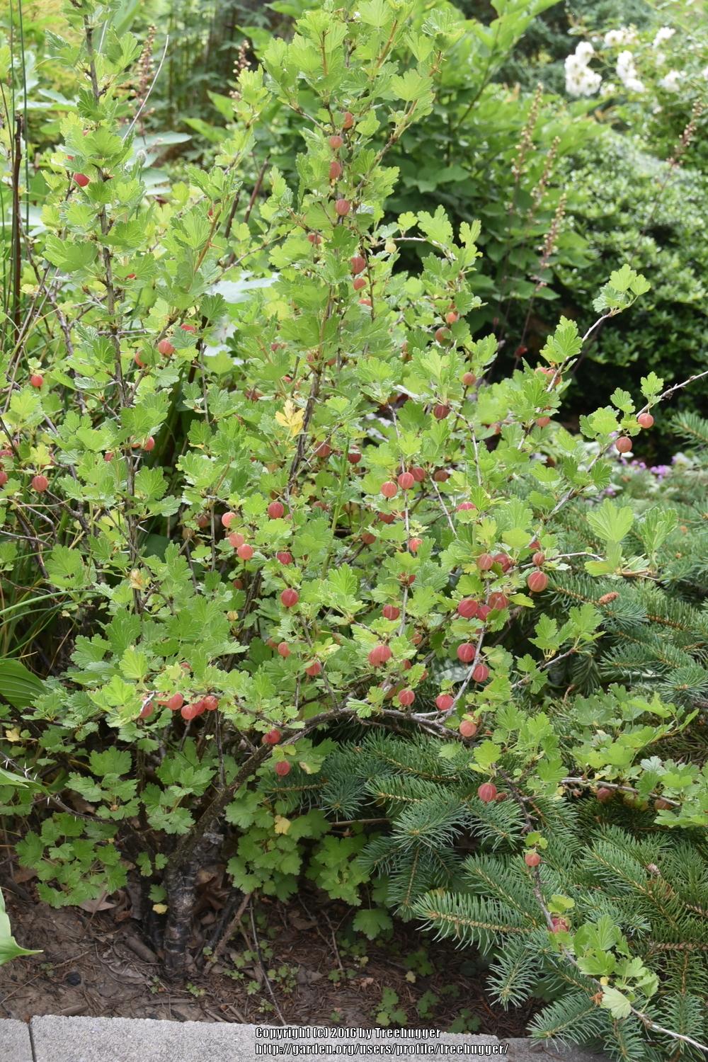 Photo of Gooseberry (Ribes uva-crispa) uploaded by treehugger