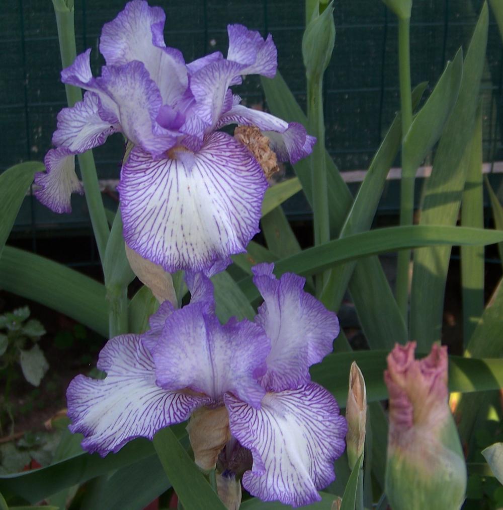 Photo of Tall Bearded Iris (Iris 'Autumn Circus') uploaded by LynNY