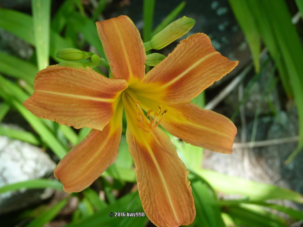 Photo of Daylilies (Hemerocallis) uploaded by bwv998