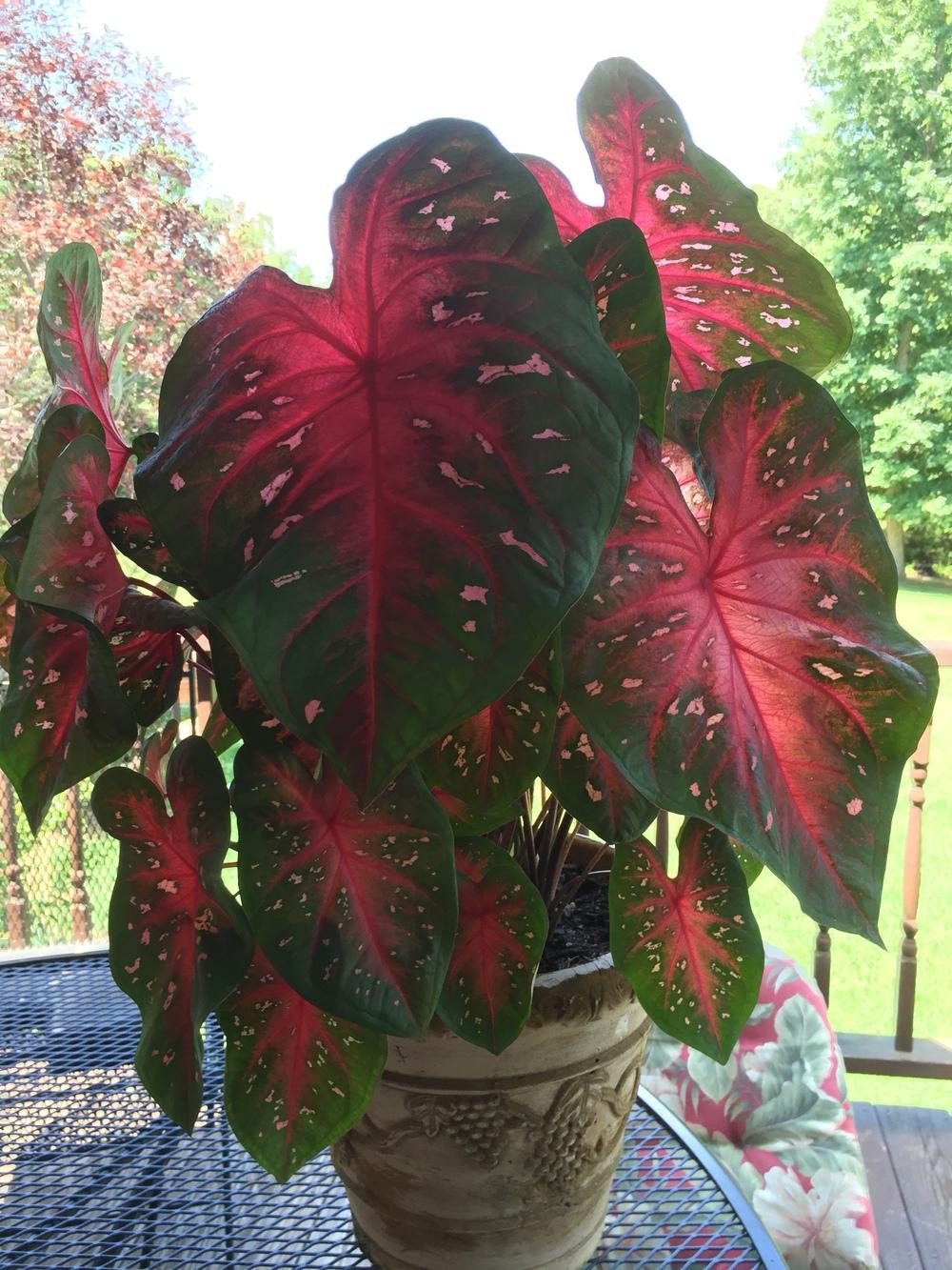 Photo of Fancy-leaf Caladium (Caladium 'Red Flash') uploaded by kayronparker