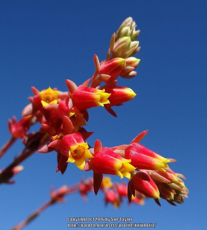 Photo of Mexican Snowball (Echeveria elegans) uploaded by kniphofia