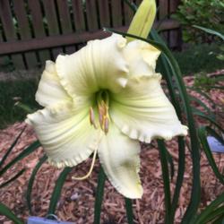 Location: My garden in N IL - zone 5
Date: 2016-07-13
The first bloom on a new plant this year.