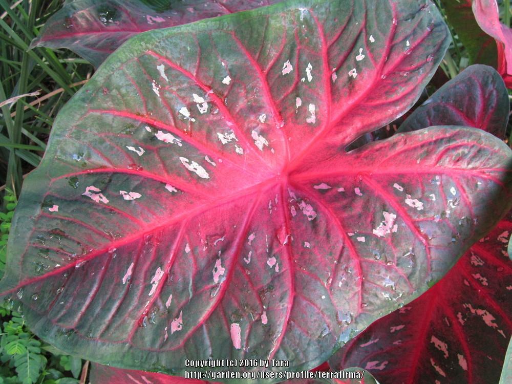 Photo of Fancy-leaf Caladium (Caladium 'Red Flash') uploaded by terrafirma