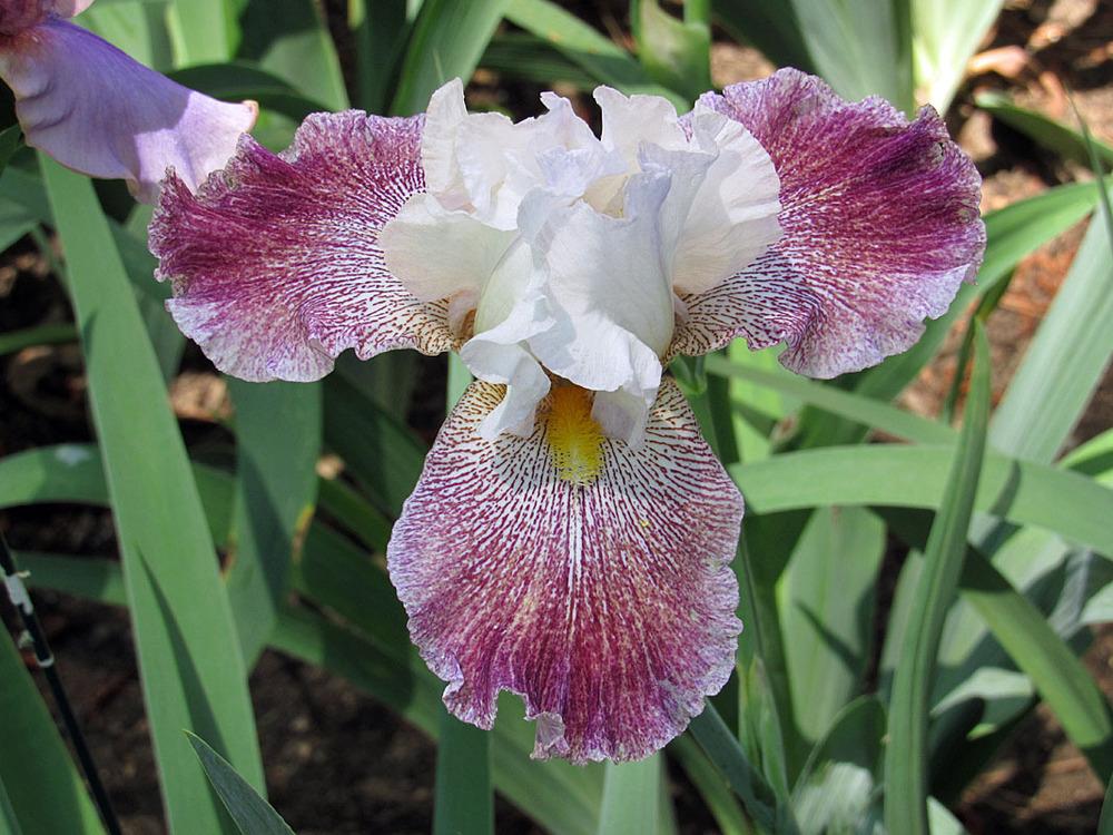 Photo of Tall Bearded Iris (Iris 'Thundering Ovation') uploaded by Lestv