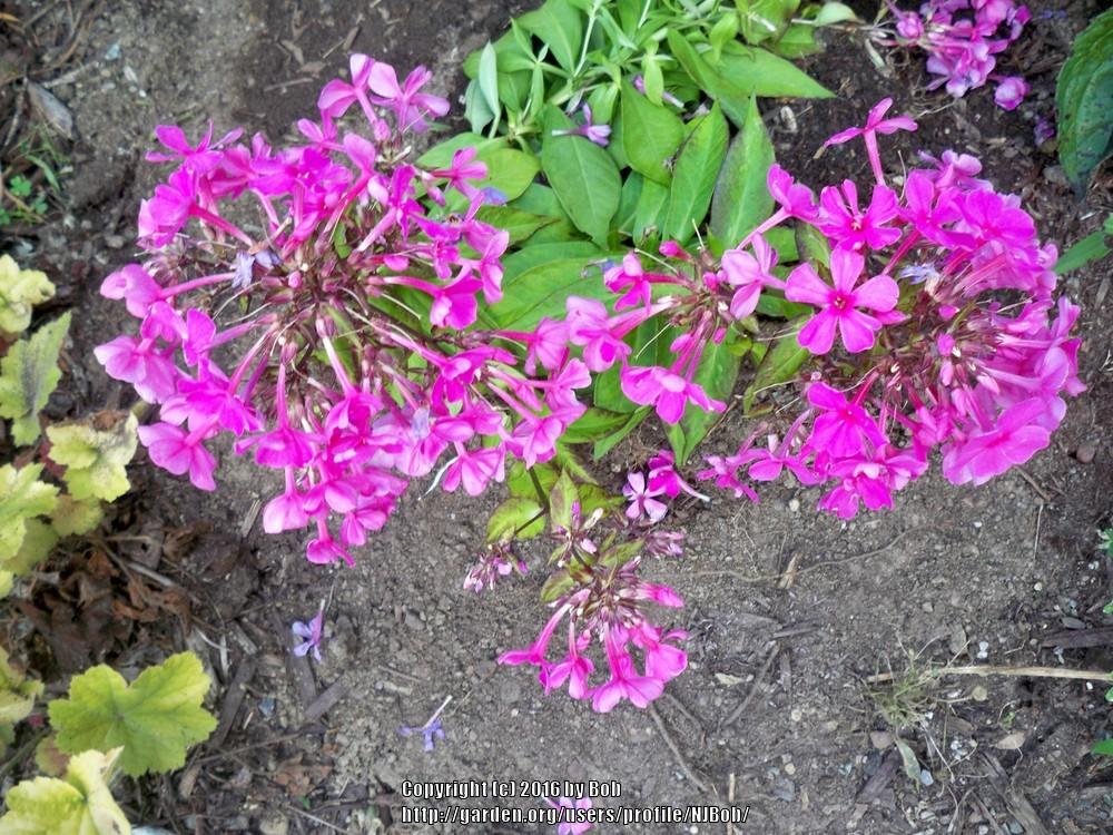 Photo of Garden Phlox (Phlox paniculata Flame™ Pink) uploaded by NJBob
