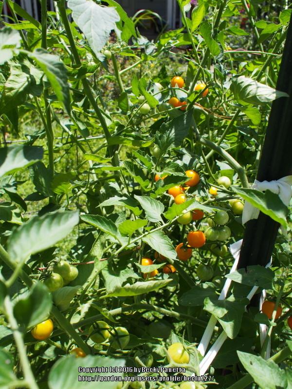 Photo of Tomato (Solanum lycopersicum 'Sungold') uploaded by beclu727