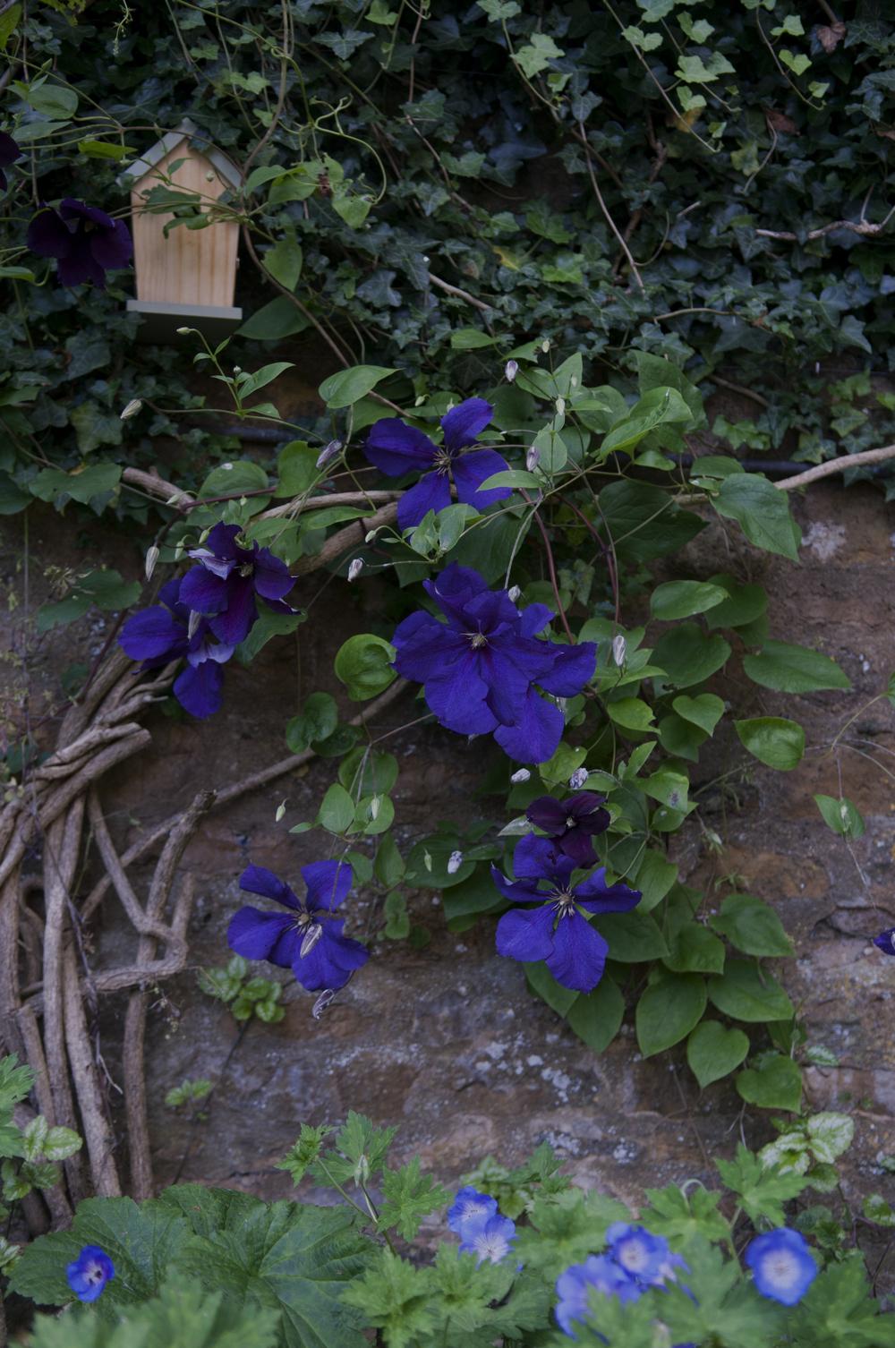 Photo of Clematis 'Jackmanii' uploaded by cliftoncat