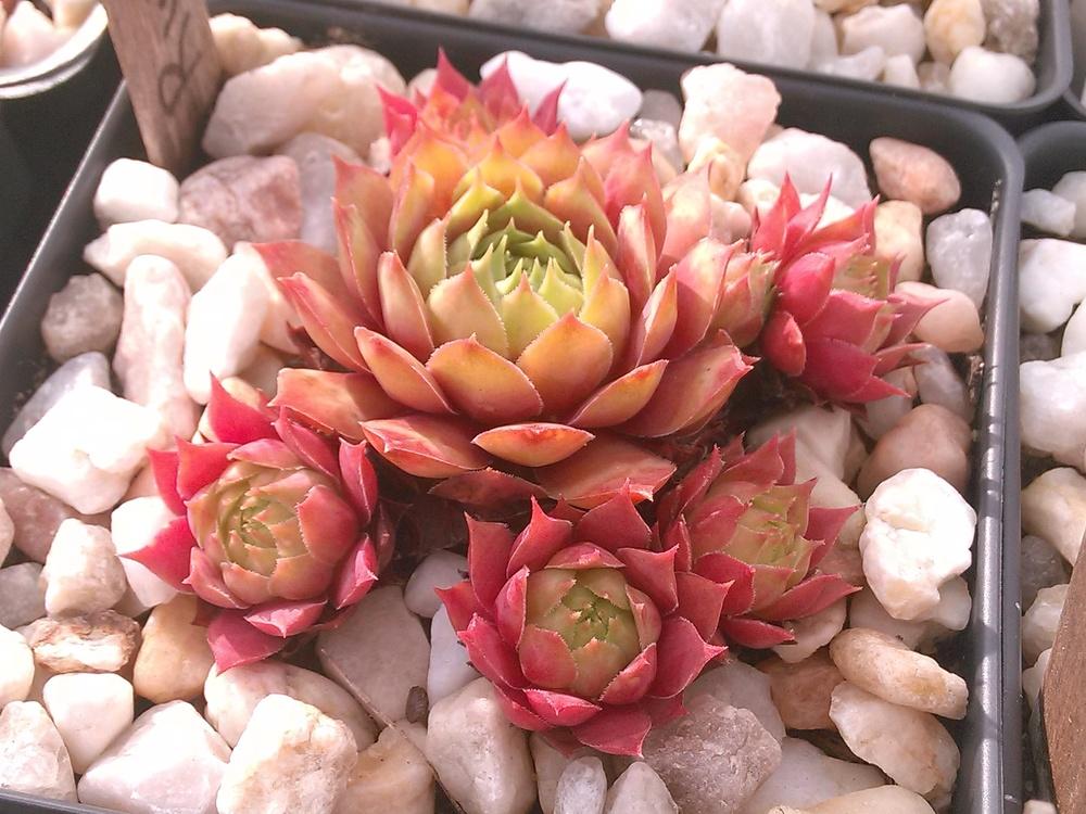 Photo of Hen and Chicks (Sempervivum 'Ruby') uploaded by jkbingh