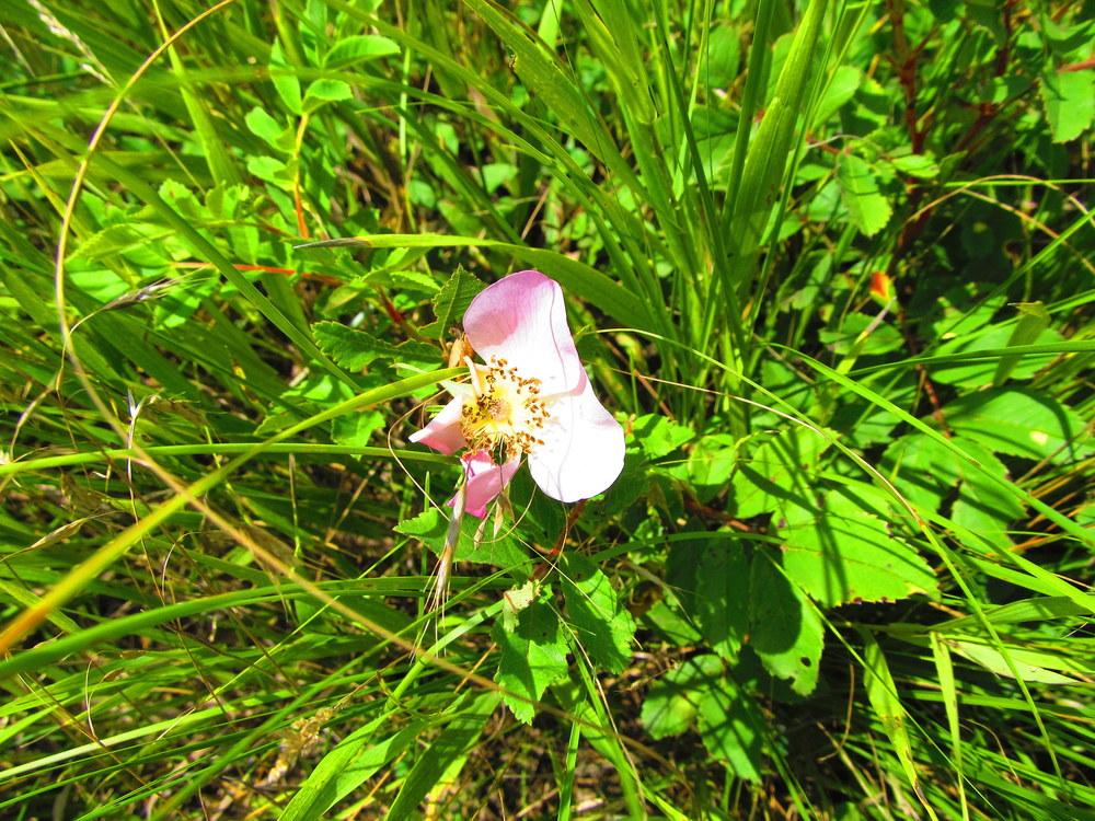 Photo of Wild Prairie Rose (Rosa arkansana) uploaded by jmorth