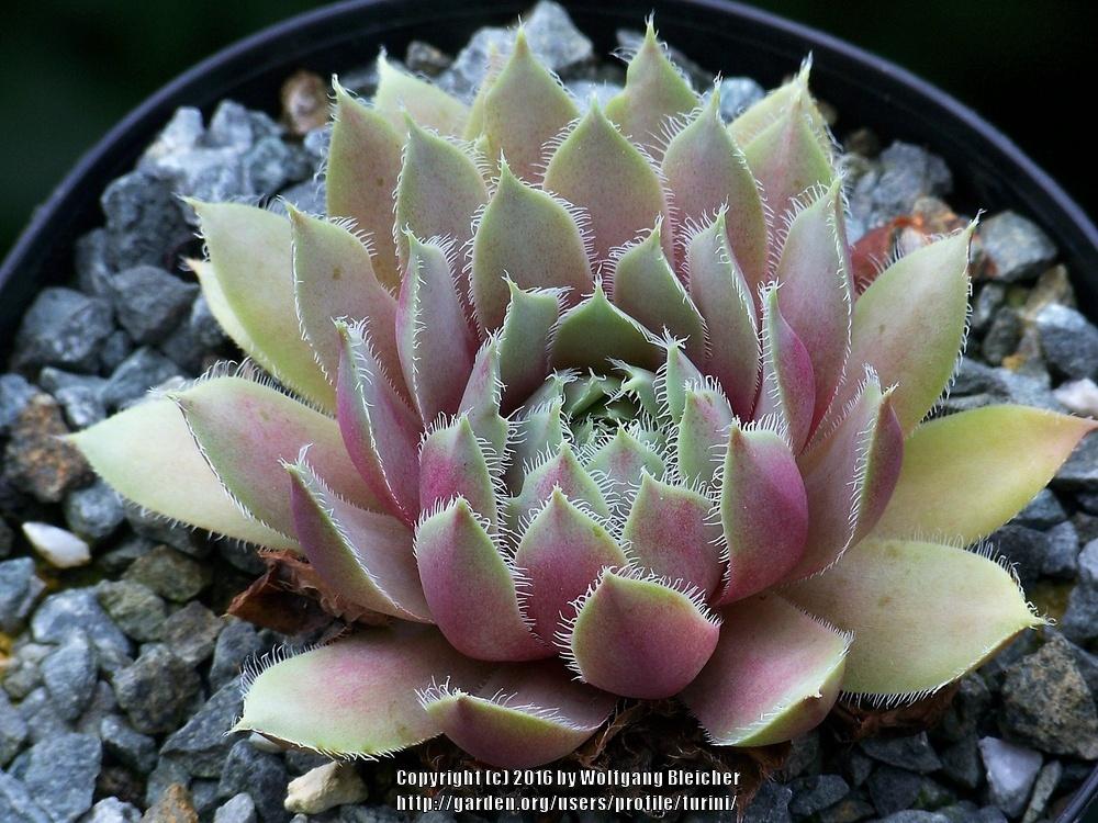 Photo of Hen and Chicks (Sempervivum 'Lavender and Old Lace') uploaded by turini