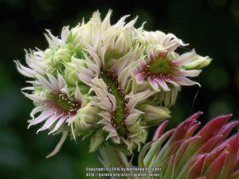Photo of Hen and Chicks (Sempervivum 'Whirl-i-gig') uploaded by turini
