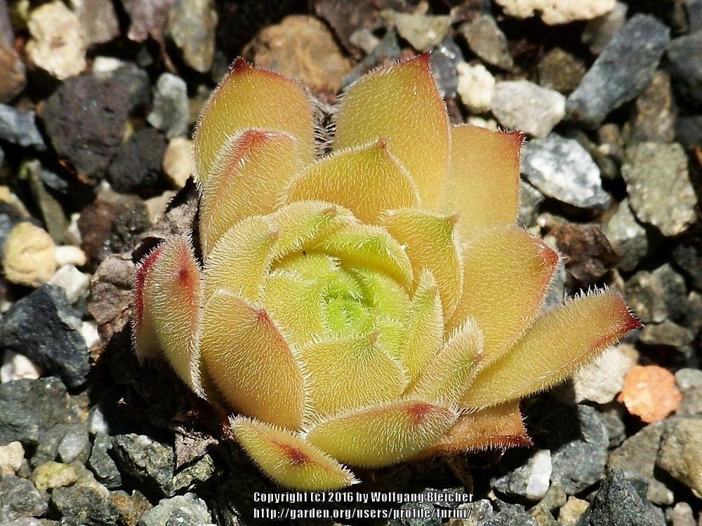 Photo of Hen and Chicks (Sempervivum 'Dune') uploaded by turini