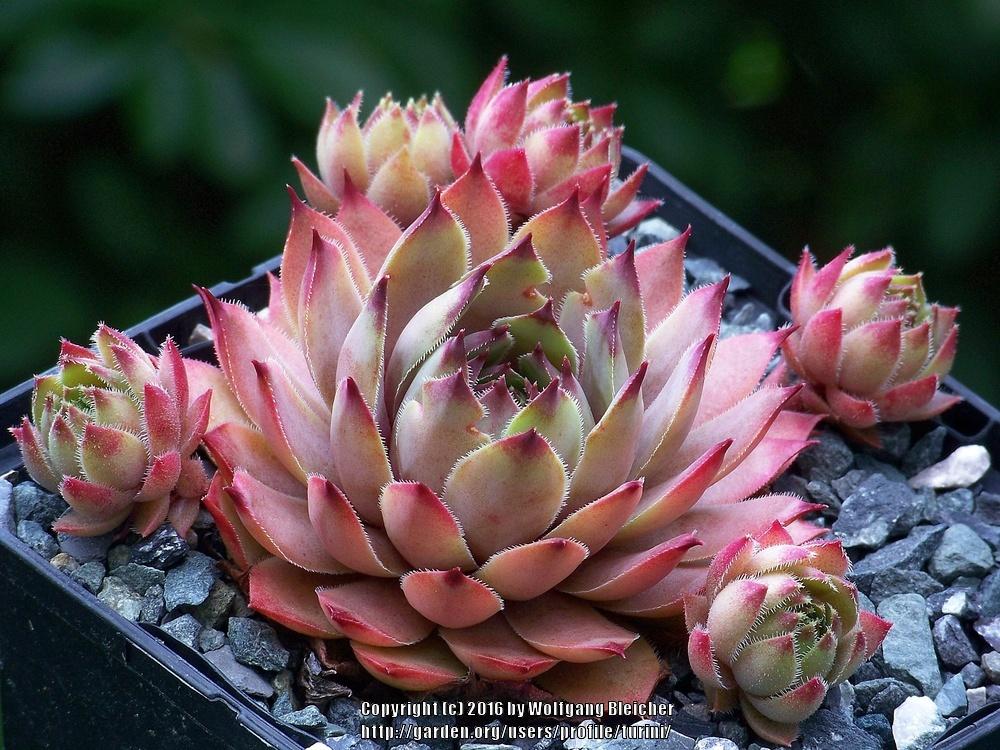 Photo of Hen and Chicks (Sempervivum 'Dallas') uploaded by turini