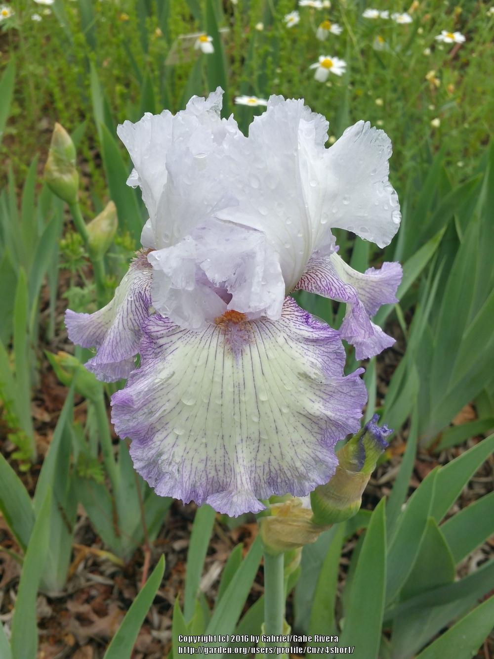 Photo of Tall Bearded Iris (Iris 'Acoma') uploaded by Cuzz4short