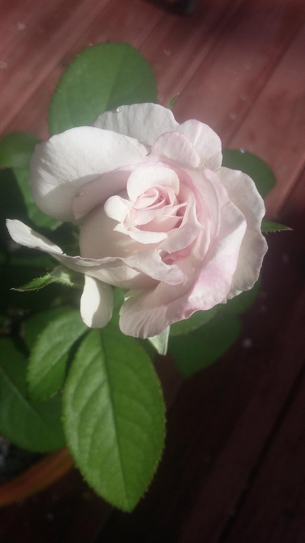 Photo of Rose (Rosa 'Cologne') uploaded by JeffMorin