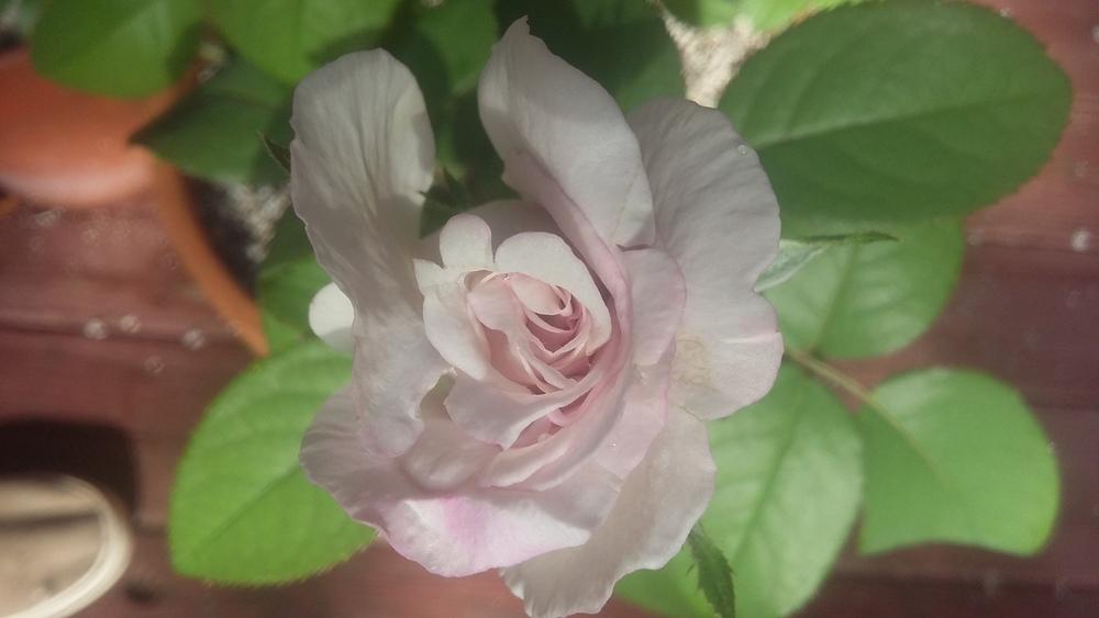 Photo of Rose (Rosa 'Cologne') uploaded by JeffMorin