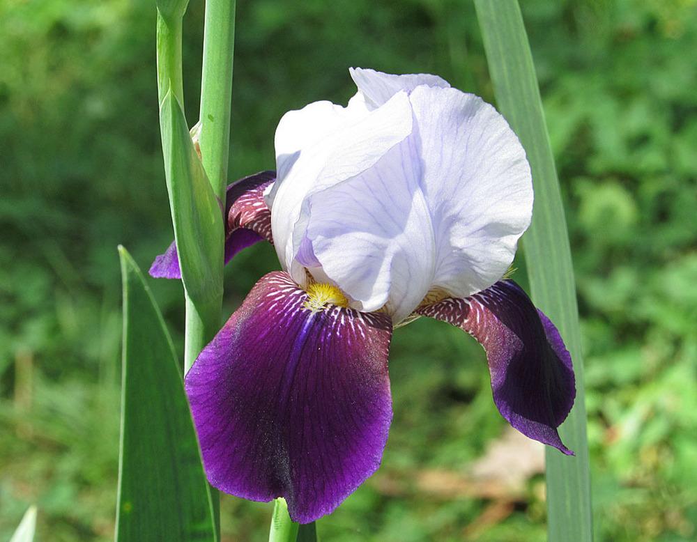 Photo of Tall Bearded Iris (Iris 'Helen Collingwood') uploaded by Lestv