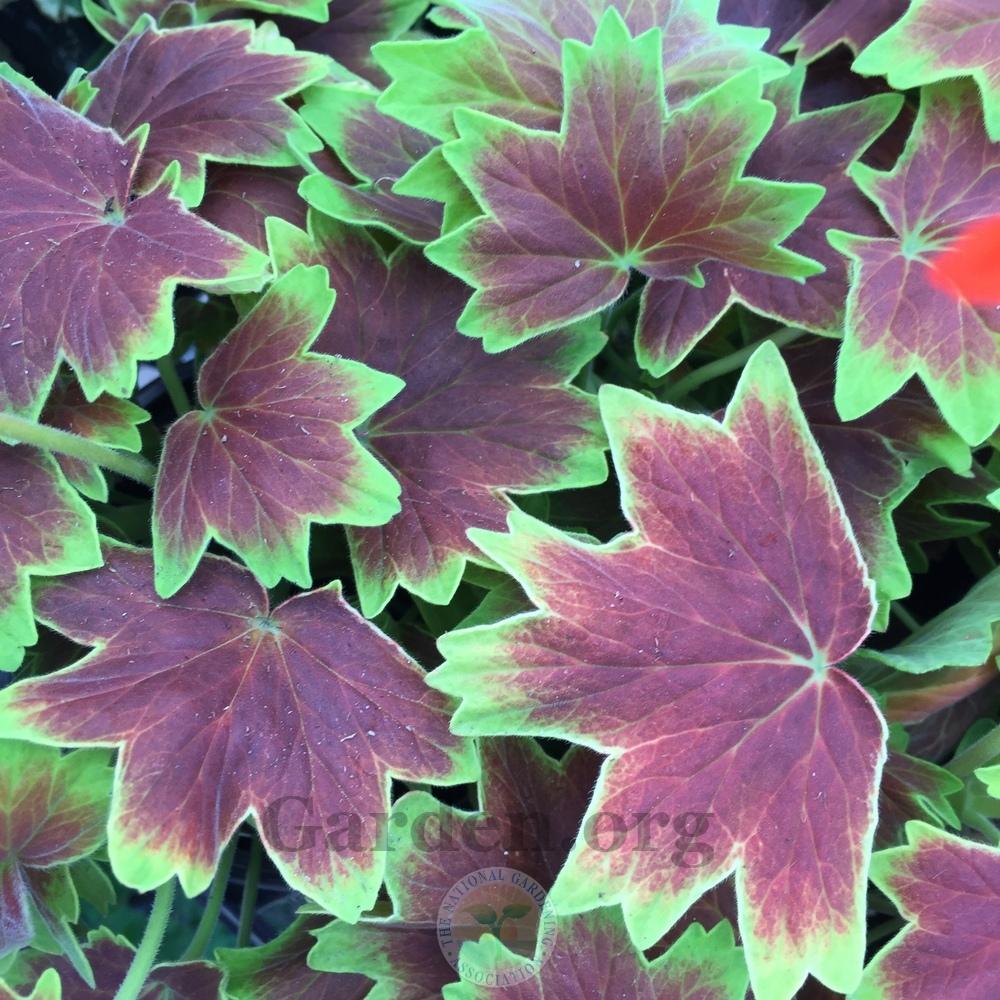 Photo of Zonal Geranium (Pelargonium x hortorum 'Vancouver Centennial') uploaded by Patty