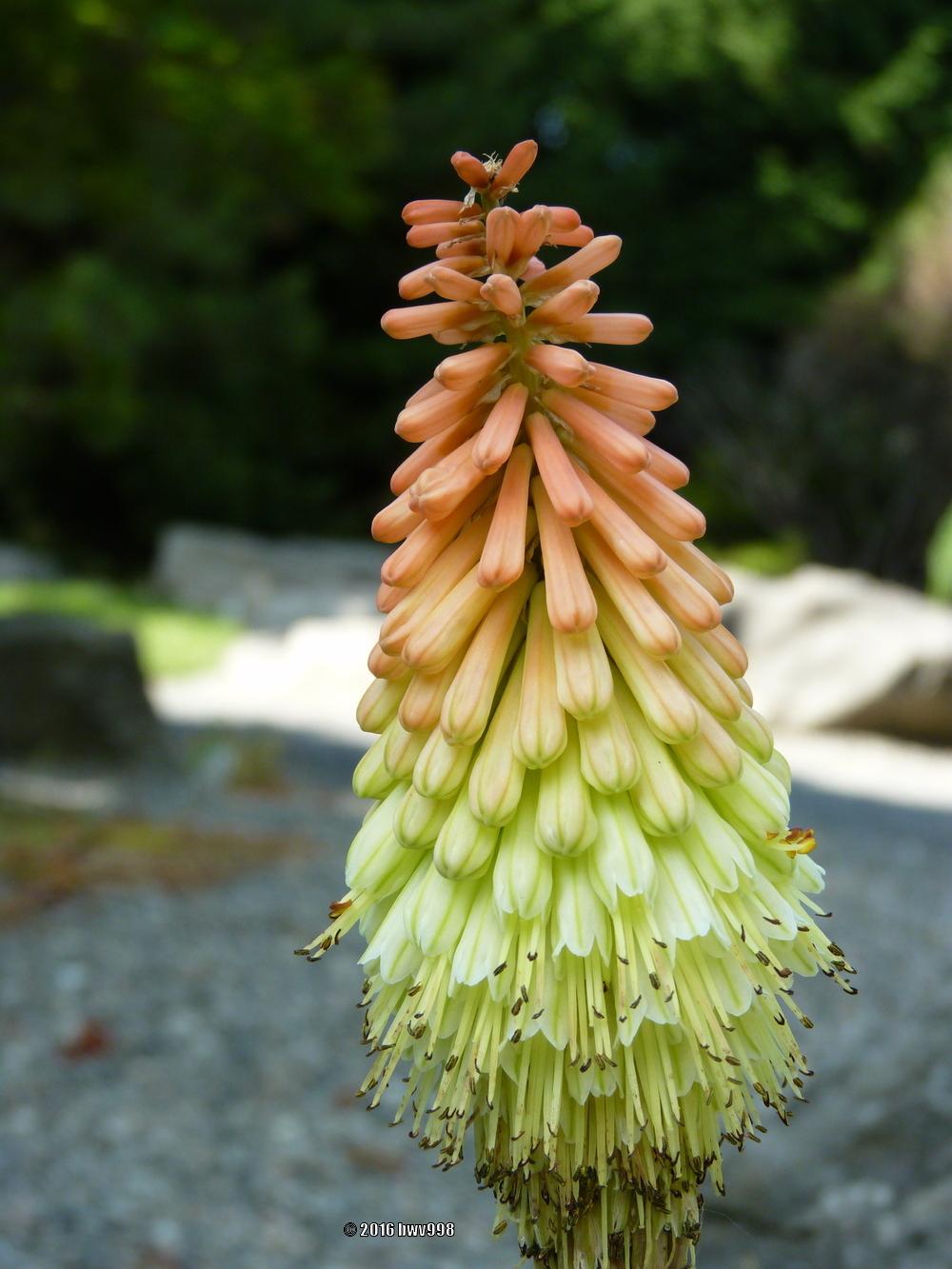 Photo of Torch Lilies (Kniphofia) uploaded by bwv998