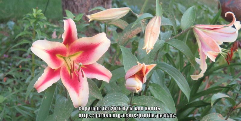 Photo of Lily (Lilium 'Lavon') uploaded by ge1836