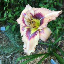 Location: My zone 5 garden
Date: 2016-07-15
I love this plant - this is my last bloom and it is spectacular.