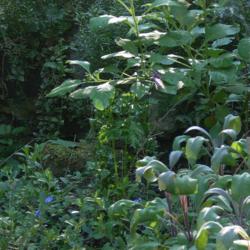 Location: my garden
Date: 2008-07-08
Salvia officinalis purpurascens in right foreground, Evolvulus gl