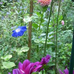 Location: my garden
Date: 2007-08-16
Ipomoea nil 'Akatsuki no Umi' blooming among Eurybius divaricatus