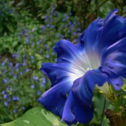 Location: my garden
Date: 2007-08-28
Ipomoea nil 'Akatsuki no Umi' echoes blue of pruned Lobelia siphi