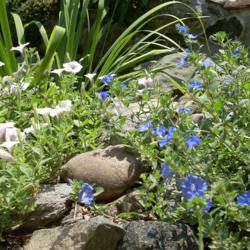 Location: my garden
Date: 2007-07-07
Evolvulus glomeratus 'Blue Daze' in right foreground, petunia lef