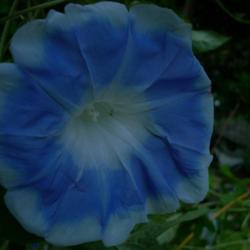 Location: my garden
Date: 2007-08-31
Blue Silk (Ipomoea nil 'Sazanami No1 from Nichinou) from dark bro