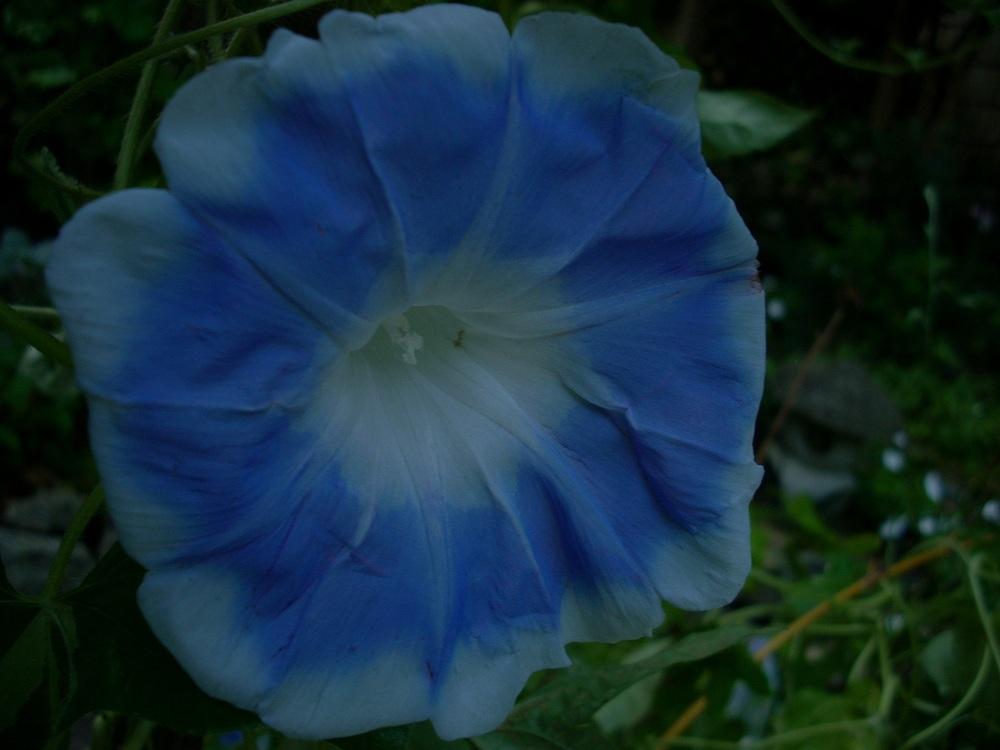 Photo of Blue Silk (Ipomoea nil 'Akatsuki no Tsuyu') uploaded by Bluespiral