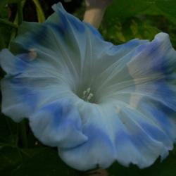 Location: my garden
Date: 2007-09-17
Blue Silk (Ipomoea nil 'Akatsuki no Tsuyu') from light tan seeds