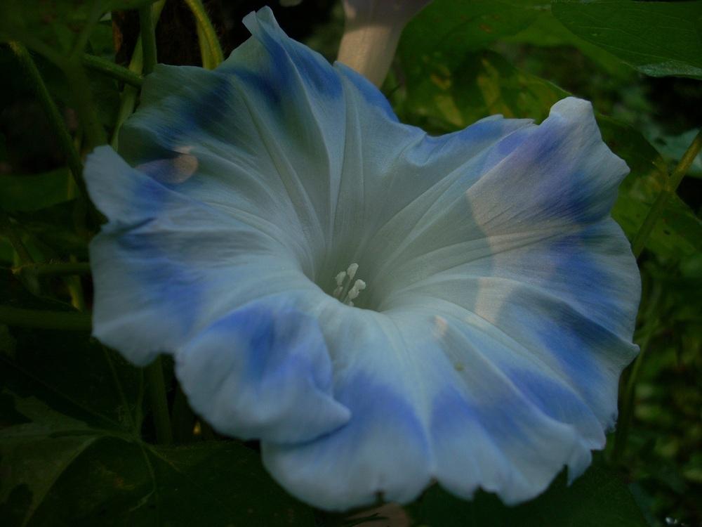 Photo of Blue Silk (Ipomoea nil 'Akatsuki no Tsuyu') uploaded by Bluespiral