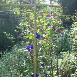 Location: my garden
Date: 2007-08-18
View beyond Hybrid Japanese Morning Glory seedling that looks lik