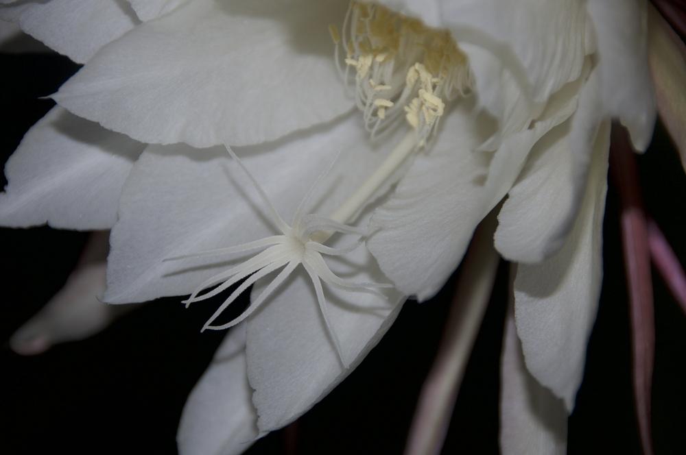 Photo of Queen of the Night (Epiphyllum oxypetalum) uploaded by Fleur569