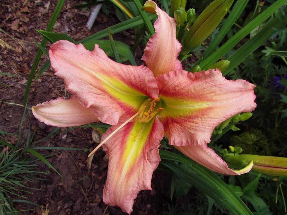 Photo of Daylily (Hemerocallis 'Westbourne Whipperwill Call') uploaded by LarryR