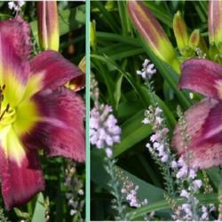 Location:  my city garden
Date: 2016-7-6
The flower changes color during the day. Left: morning, right: af