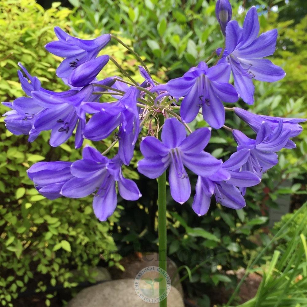 Photo of Lily of the Nile (Agapanthus) uploaded by Patty