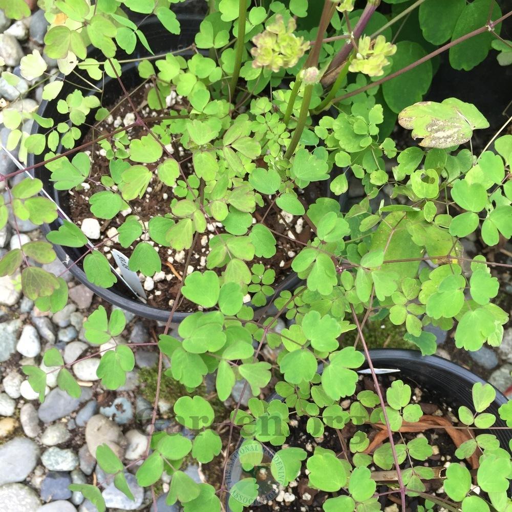 Photo of Yunnan Meadow Rue (Thalictrum 'Splendide') uploaded by Patty